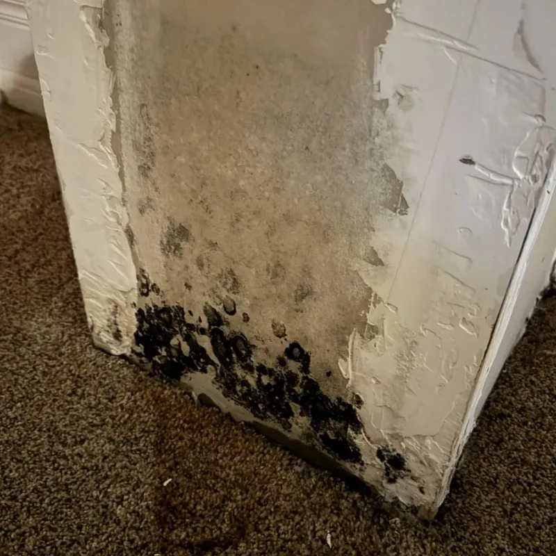 Professional Mold Removal in Wasco, IL